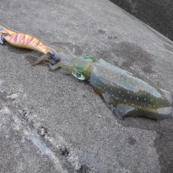 エギング秋シーズン開幕